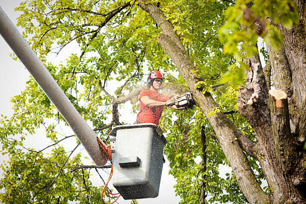 Best Hazardous Tree Removal  in Stanwood, WA